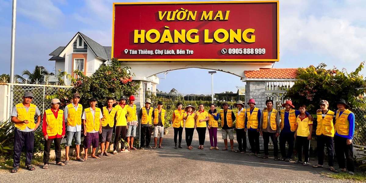 Ảnh đẹp hoa mai vàng, hình ảnh hoa mai vàng đẹp đón tết.